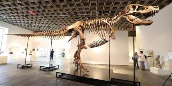 Nadir T. rex fosili 'Gus', Sotheby's'de 50,1 milyon dolara satıldı