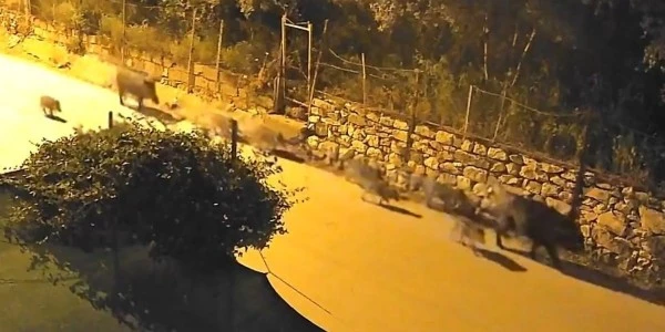 Bursa Orhangazi'de yaban domuzu sürüsü mahalle aralarına indi
