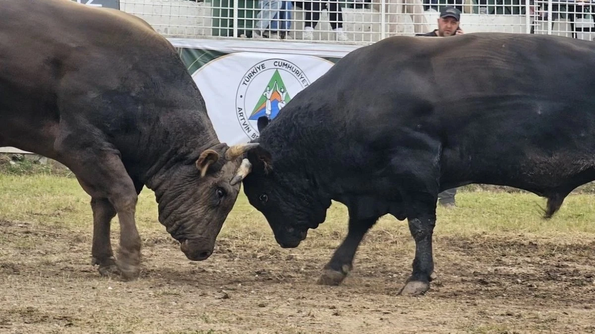Kafkasör'de boğa güreşleri nefes kesti, 82 yaşındaki ninenin hali