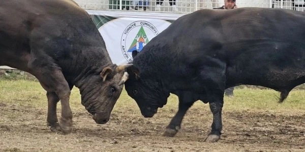 Kafkasör'de boğa güreşleri nefes kesti, 82 yaşındaki ninenin hali