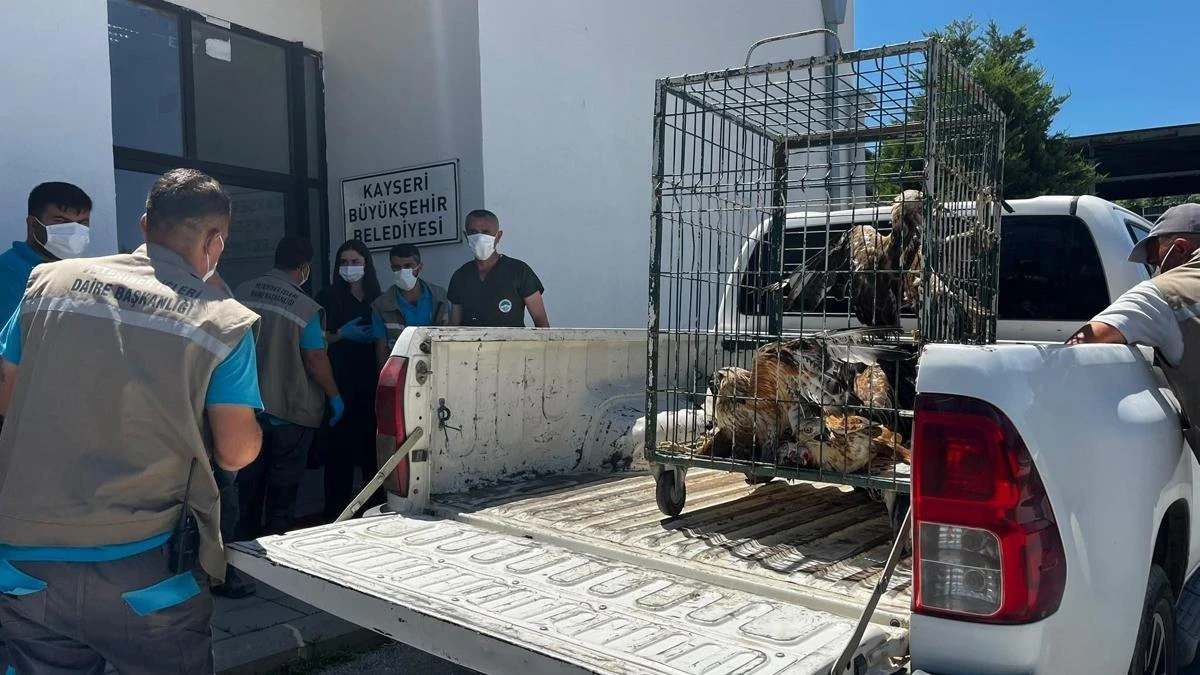 Kayseri'de 35 tedavi görmüş yaban kuşu yeniden doğaya bırakıldı