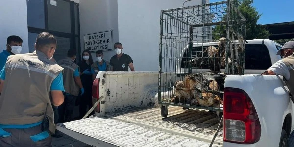 Kayseri'de 35 tedavi görmüş yaban kuşu yeniden doğaya bırakıldı