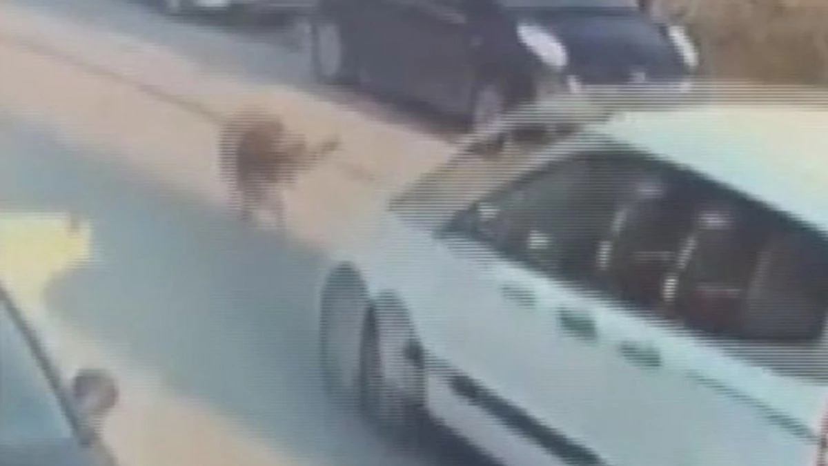Silivri'de aracıyla köpeği ezen sürücü tutuklandı; görüntüler sosyal medyada