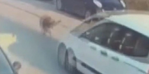 Silivri'de aracıyla köpeği ezen sürücü tutuklandı; görüntüler sosyal medyada
