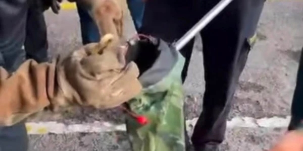 Yalova'ya feribotla gelen otomobilde yılan çıktı; itfaiye müdahale