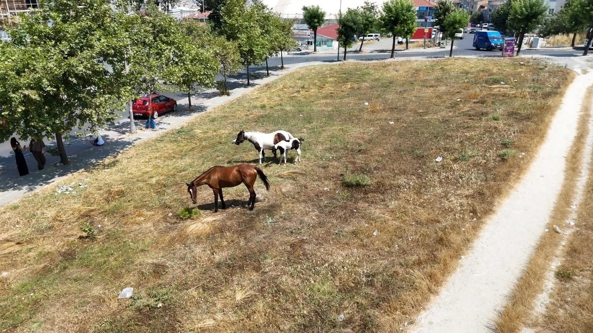 Avcılar'da başıboş atlar trafikte ve sokaklarda tehlike çıkarıyor