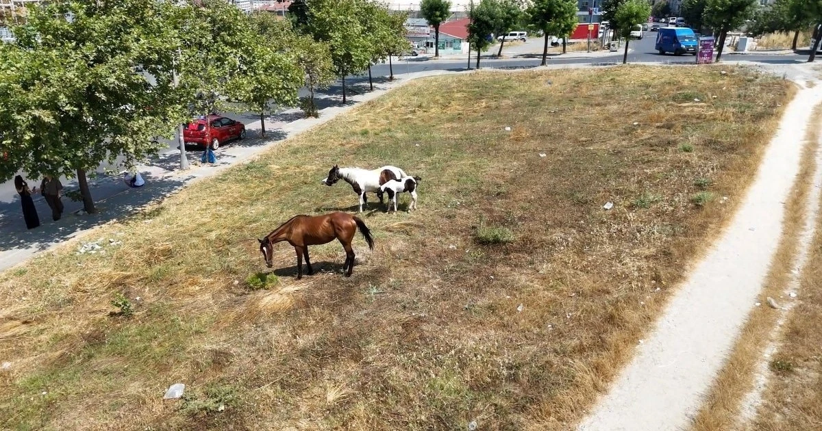 Avcılar'da başıboş atlar trafikte ve sokaklarda tehlike çıkarıyor