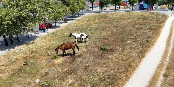Avcılar'da başıboş atlar trafikte ve sokaklarda tehlike çıkarıyor