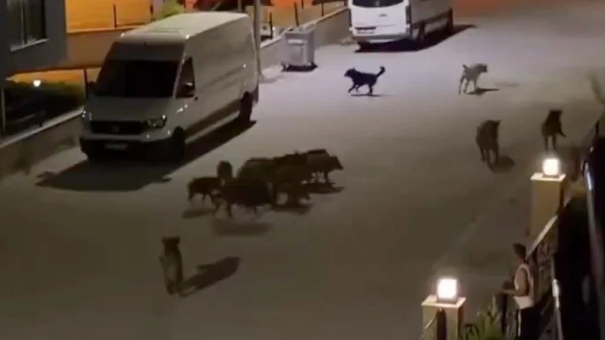 Aydın'da başıboş domuz sürüsü, başıboş köpeklere saldırdı