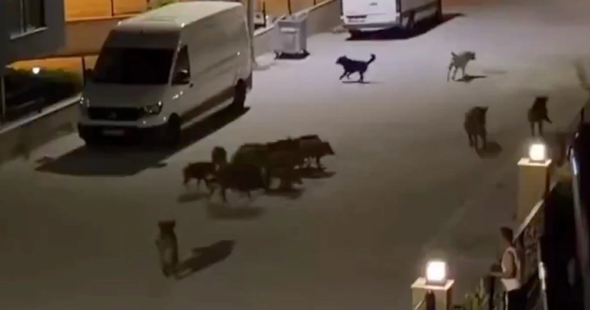 Aydın'da başıboş domuz sürüsü, başıboş köpeklere saldırdı