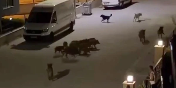 Aydın'da başıboş domuz sürüsü, başıboş köpeklere saldırdı