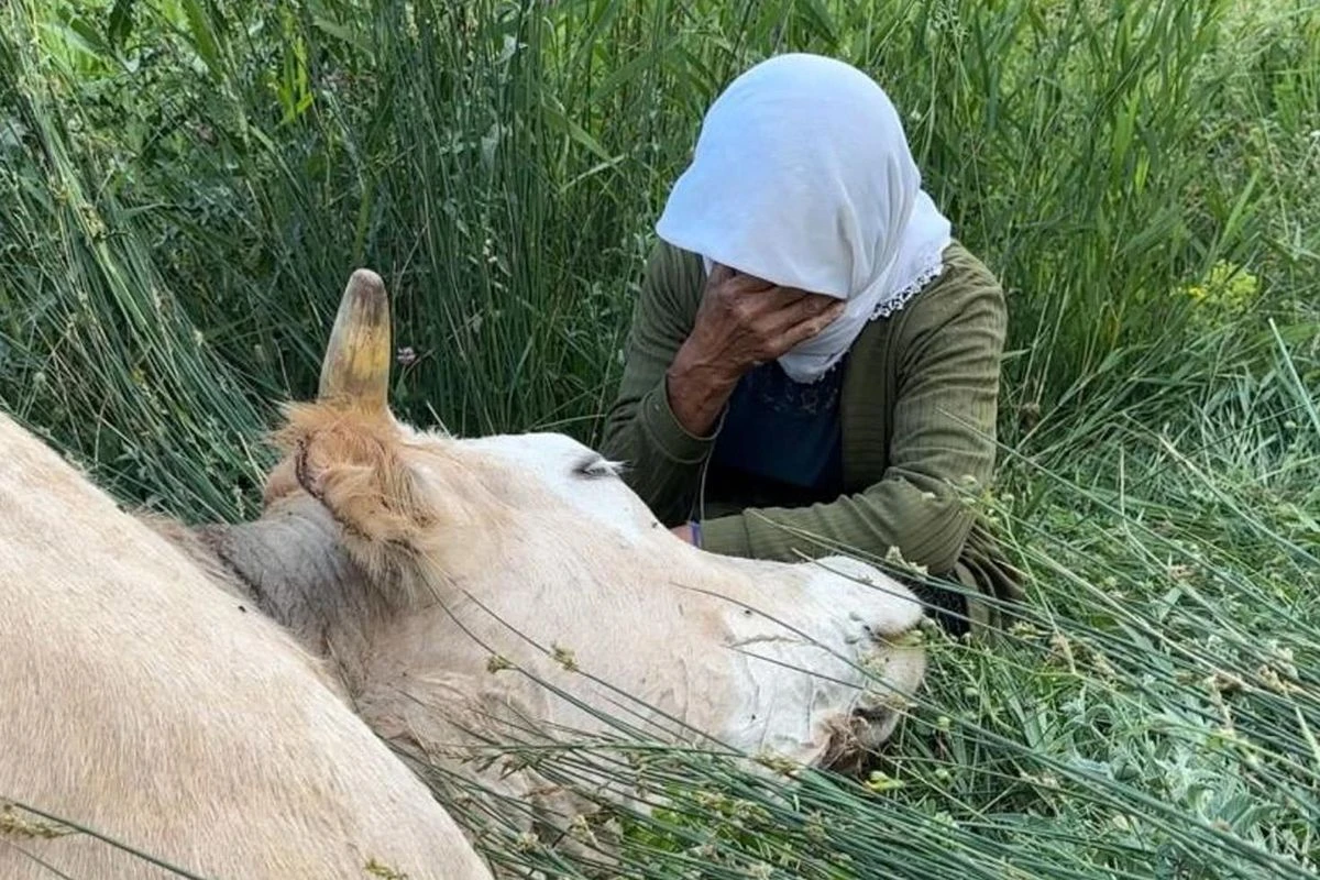 Hakkari'de ineği uçurumdan düşen teyze için 2 inek 2 buzağı getirdi