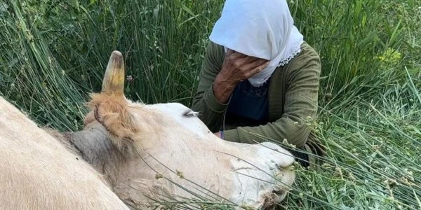 Hakkari'de ineği uçurumdan düşen teyze için 2 inek 2 buzağı getirdi