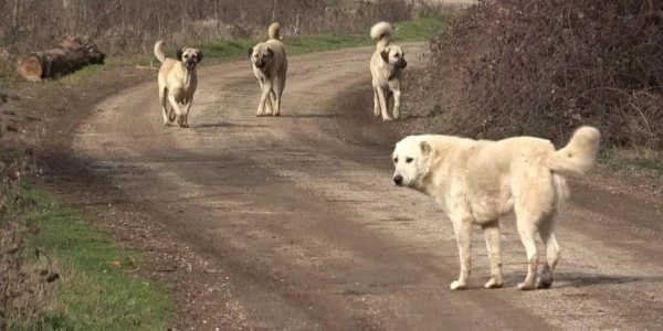 Sözde hayvansever dernekten tehdit: 'Her ay size yalvaracak mıyız?'
