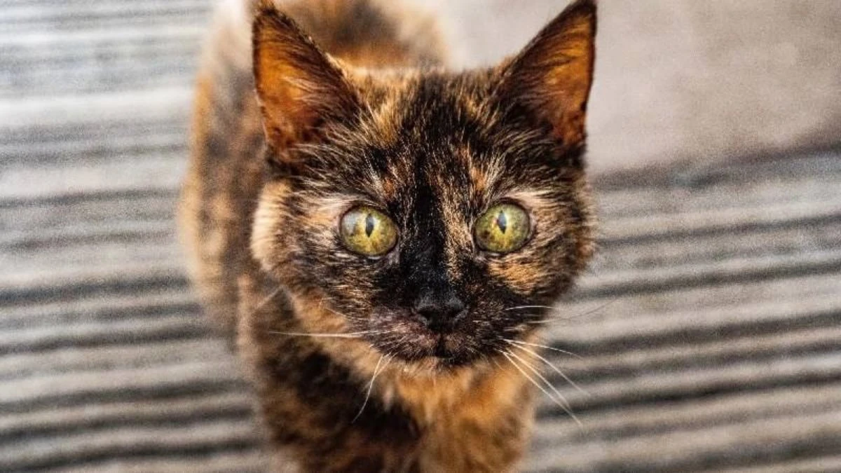 31 yaşındaki kedi Millie'nin sırrı: Maden suyu ve üç protein