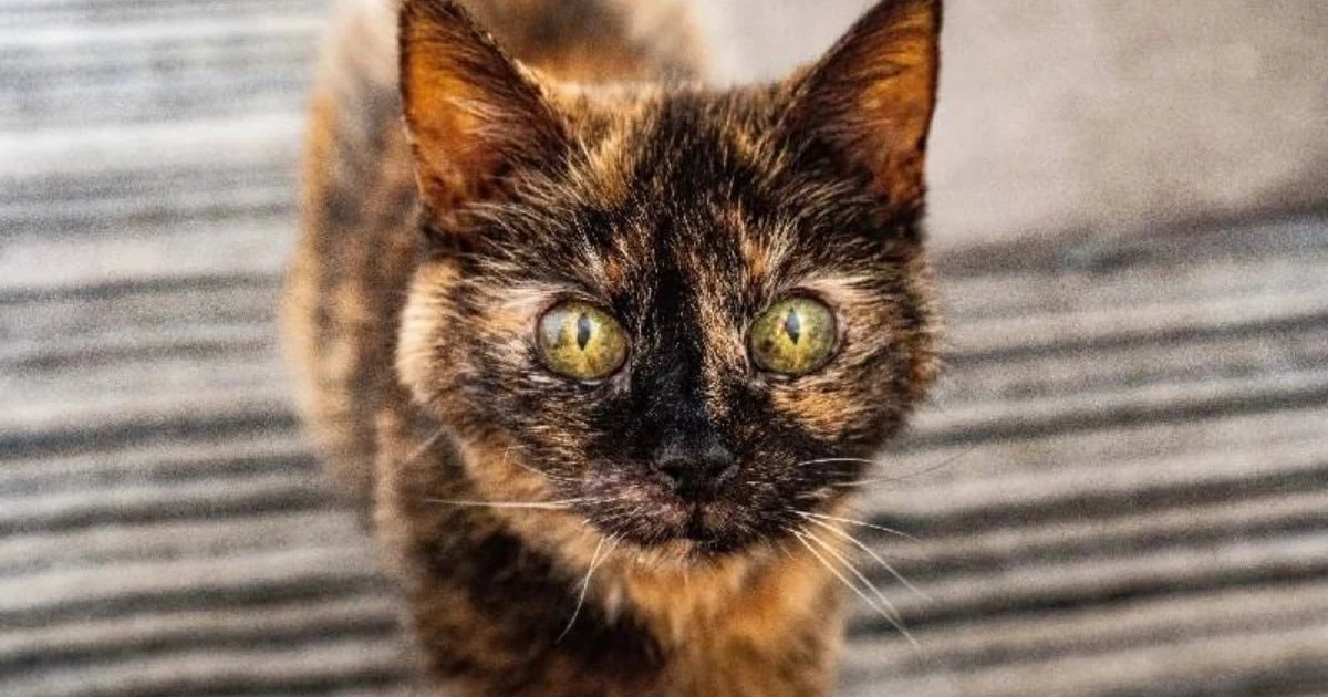31 yaşındaki kedi Millie'nin sırrı: Maden suyu ve üç protein