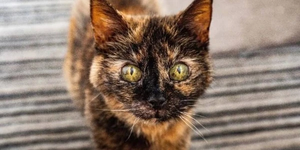 31 yaşındaki kedi Millie'nin sırrı: Maden suyu ve üç protein