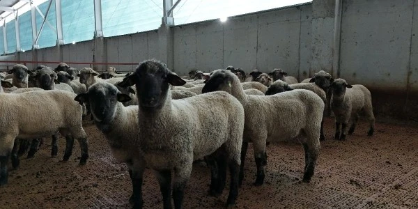 Kastamonu'da bilimsel yöntemle kuzu verimi arttı: 55 koyundan 100+