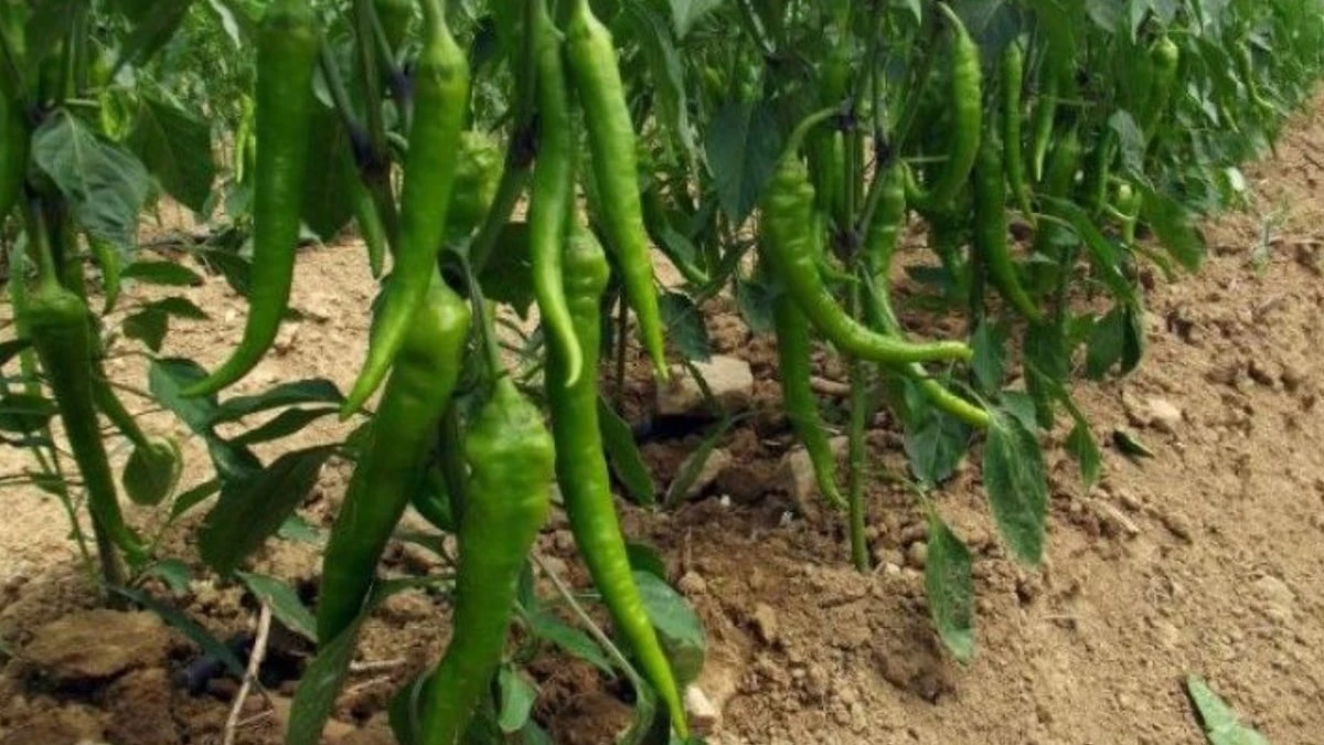 Sanayi biberinde hasat başladı: Tarlada kilosu 15-20 TL