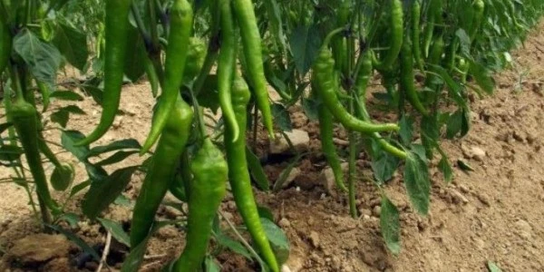 Sanayi biberinde hasat başladı: Tarlada kilosu 15-20 TL