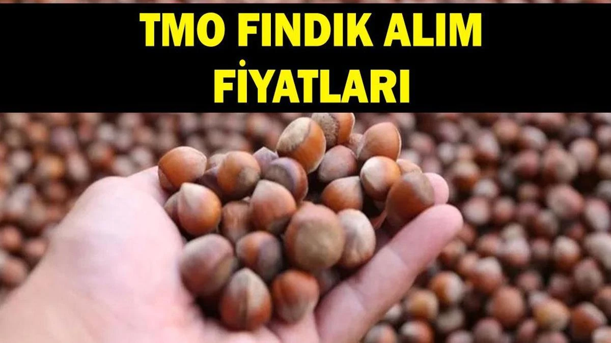 TMO 2026-2027 Fındık Alım Fiyatlarını Açıkladı: Giresun 255 TL