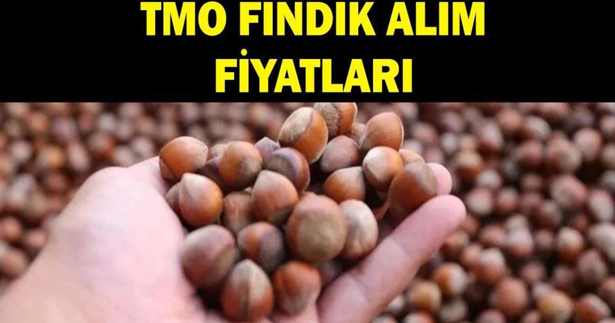 TMO 2026-2027 Fındık Alım Fiyatlarını Açıkladı: Giresun 255 TL