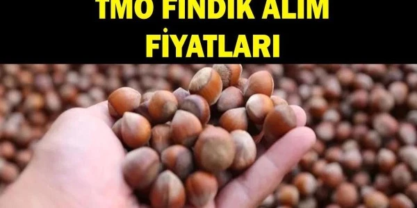 TMO 2026-2027 Fındık Alım Fiyatlarını Açıkladı: Giresun 255 TL