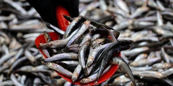 Türkiye ilk 7 ayda hamsi ihracatından 10,8 milyon dolar gelir elde etti