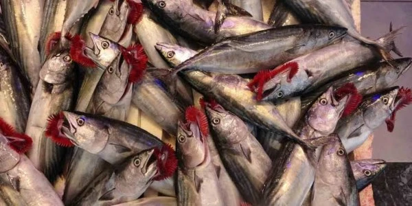 Karadeniz’de palamut fırladı: Samsun tezgahları balıkla doldu