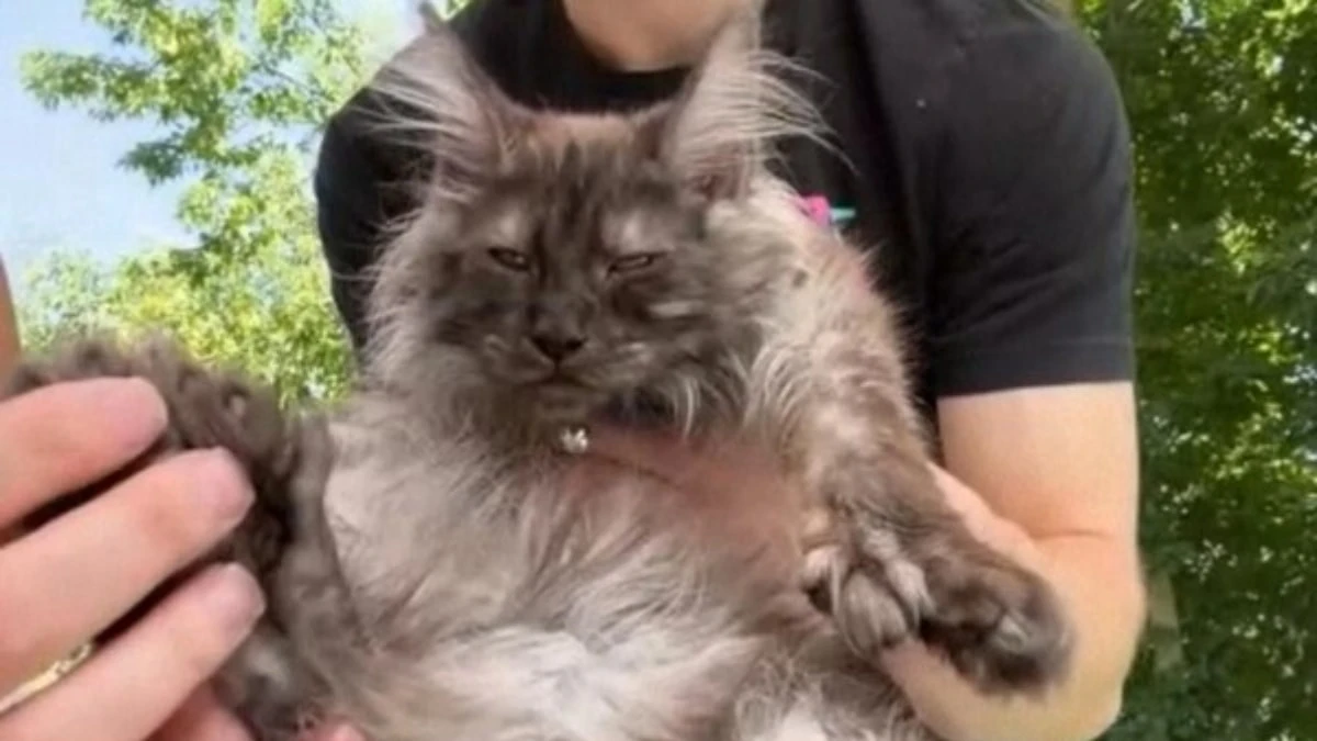 ABD'de 29 parmaklı Maine Coon kedi Guinness rekorunu kırdı