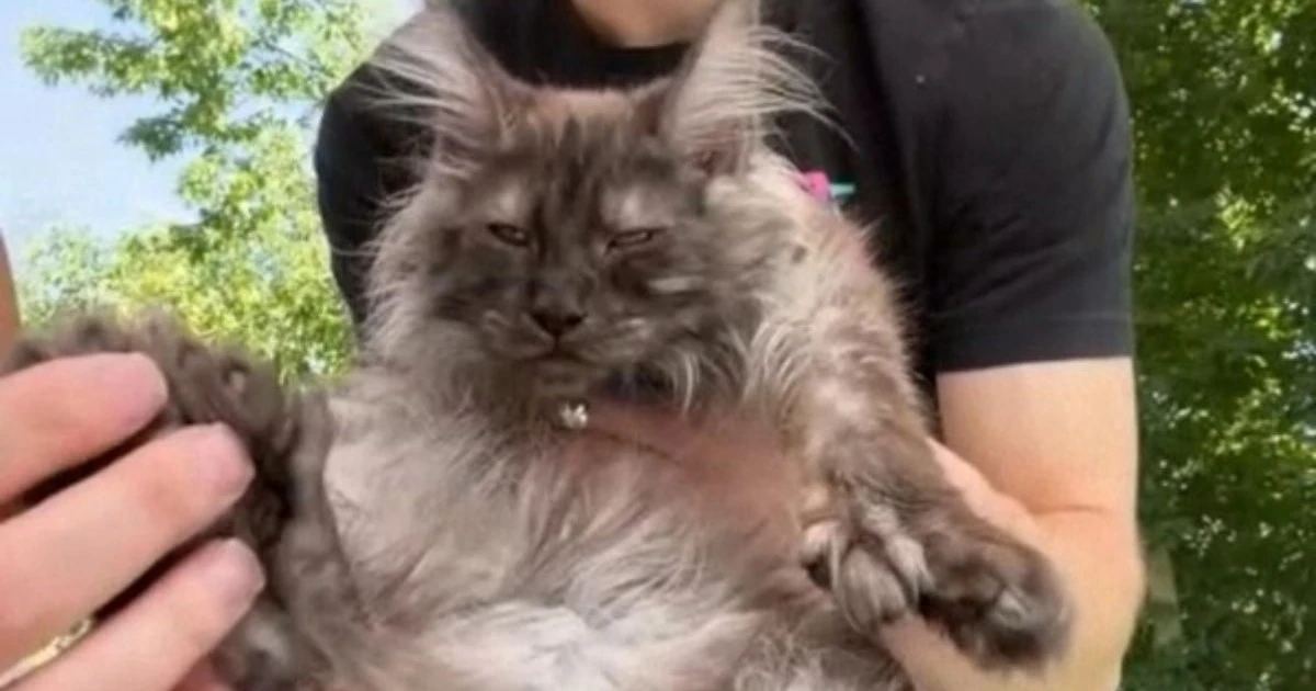 ABD'de 29 parmaklı Maine Coon kedi Guinness rekorunu kırdı