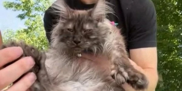 ABD'de 29 parmaklı Maine Coon kedi Guinness rekorunu kırdı