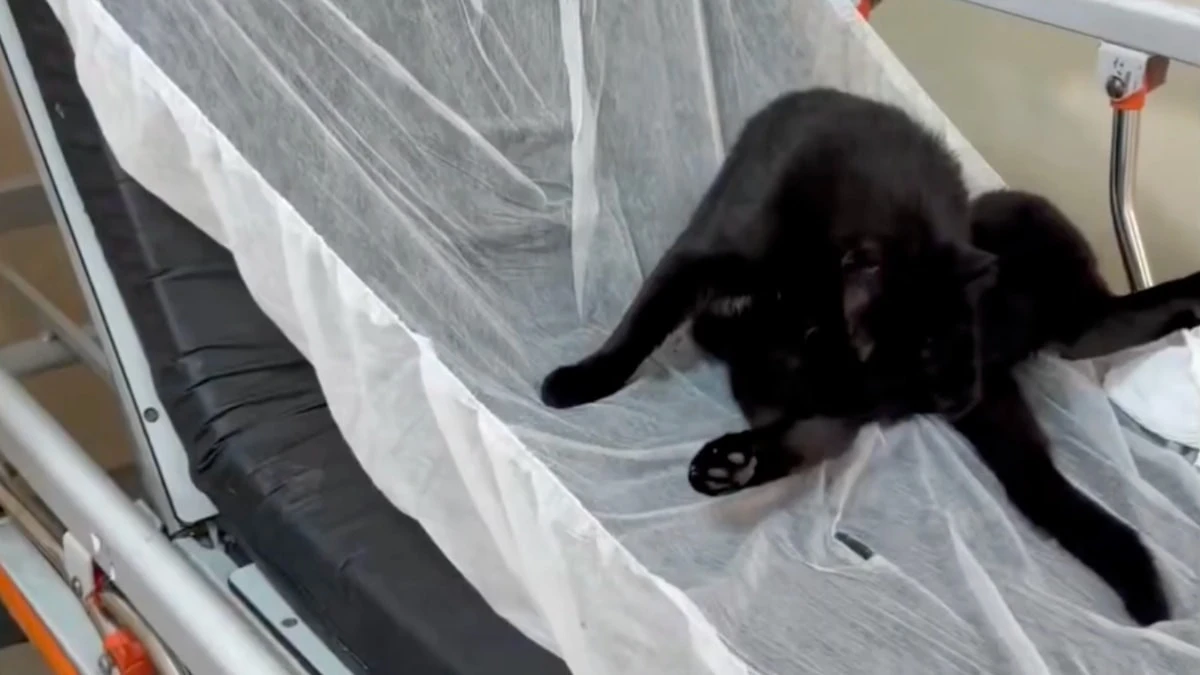 İstanbul'da hastane hijyeni tartışması: Acil sedyede kedi