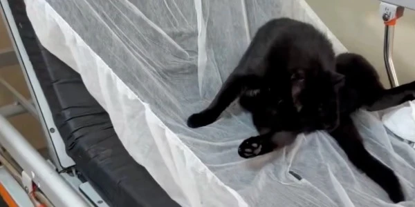 İstanbul'da hastane hijyeni tartışması: Acil sedyede kedi