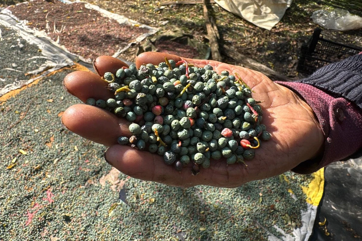 Akseki'de menengiç bolluğu: Meyvesi 300, yağı 1.200 lira