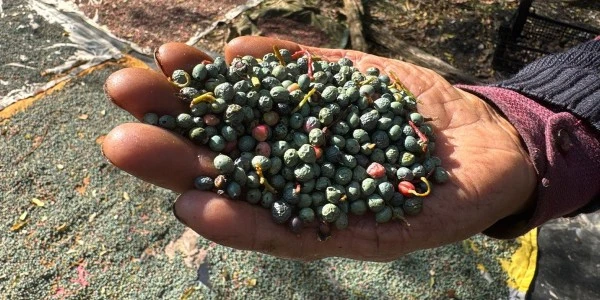 Akseki'de menengiç bolluğu: Meyvesi 300, yağı 1.200 lira
