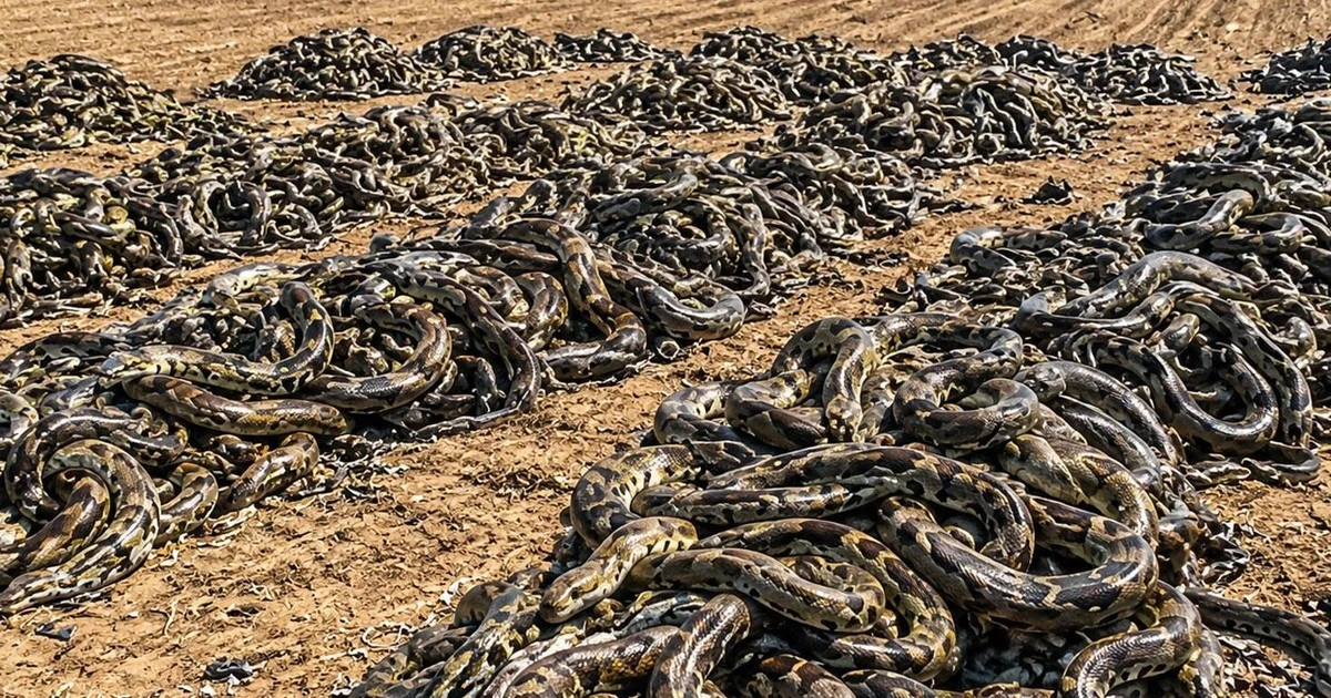 Everglades’te dev pitonları artık yerli yırtıcılar avlıyor