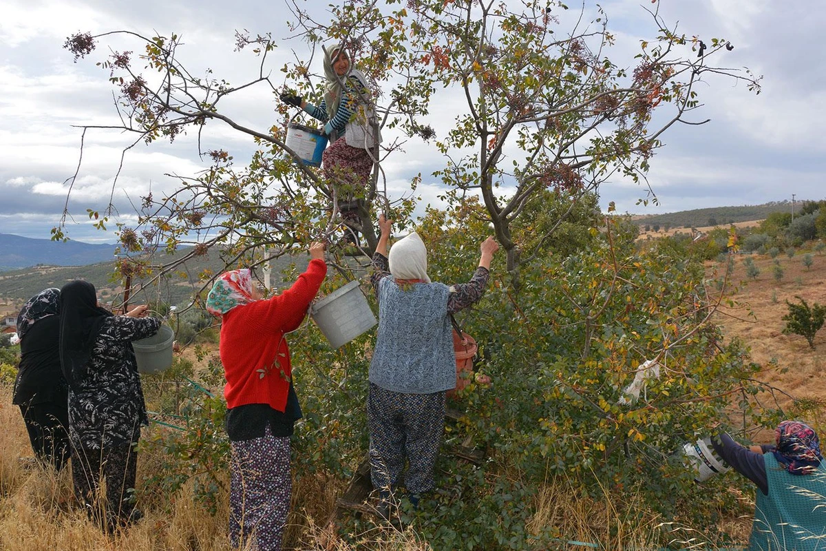 Demirci'de kadınlar yılda yaklaşık 450 ton çitlembik topluyor