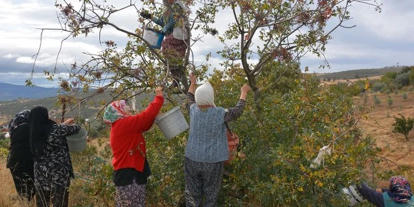 Demirci'de kadınlar yılda yaklaşık 450 ton çitlembik topluyor
