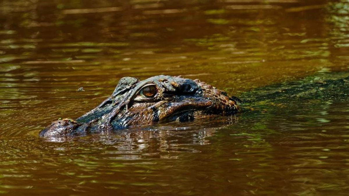 Florida'da gölet kenarında balık tutan adamı timsah öldürdü