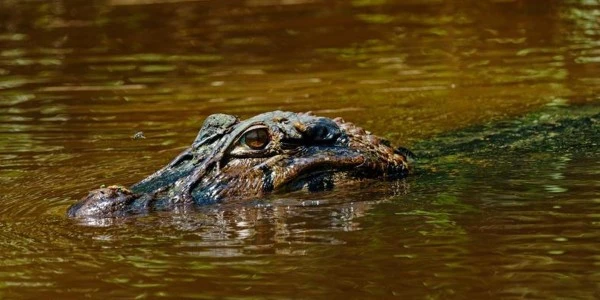 Florida'da gölet kenarında balık tutan adamı timsah öldürdü