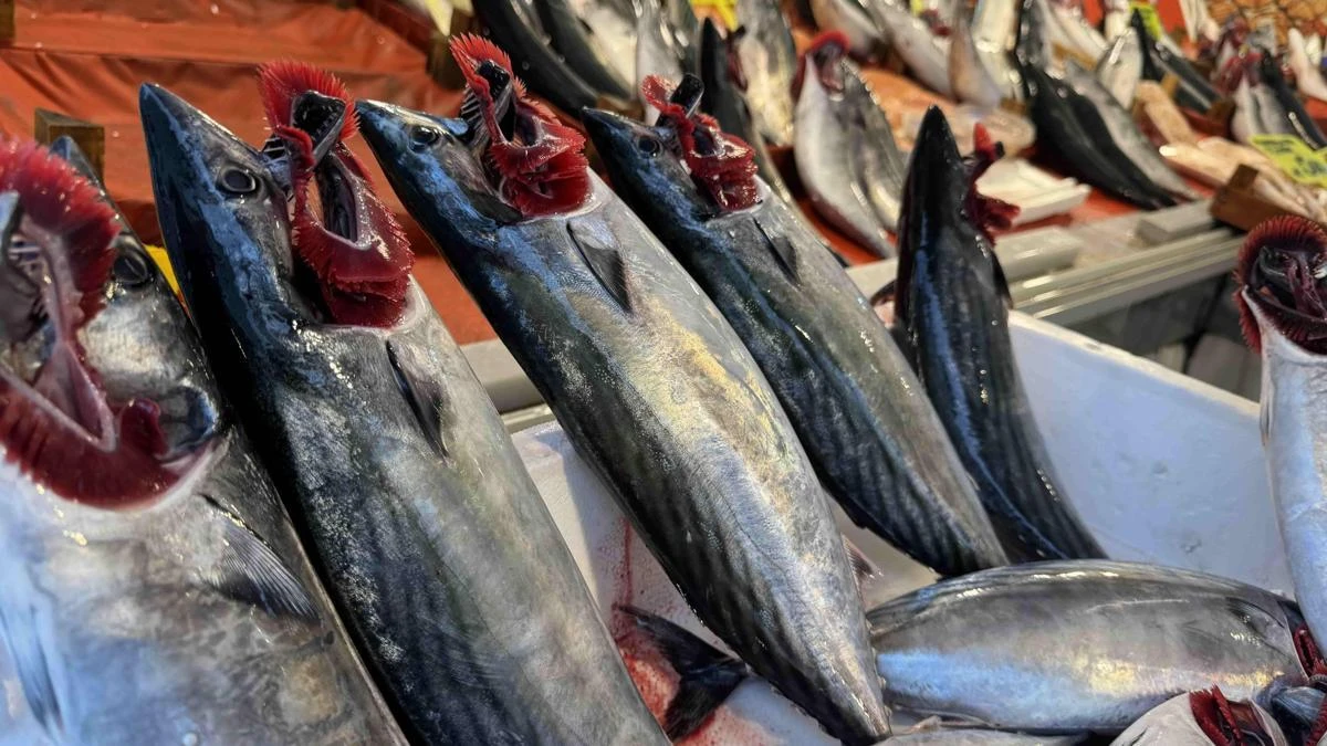 Palamut bolluğu sürüyor, gözler hamsi ve lüfer avına çevrildi