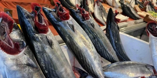Palamut bolluğu sürüyor, gözler hamsi ve lüfer avına çevrildi