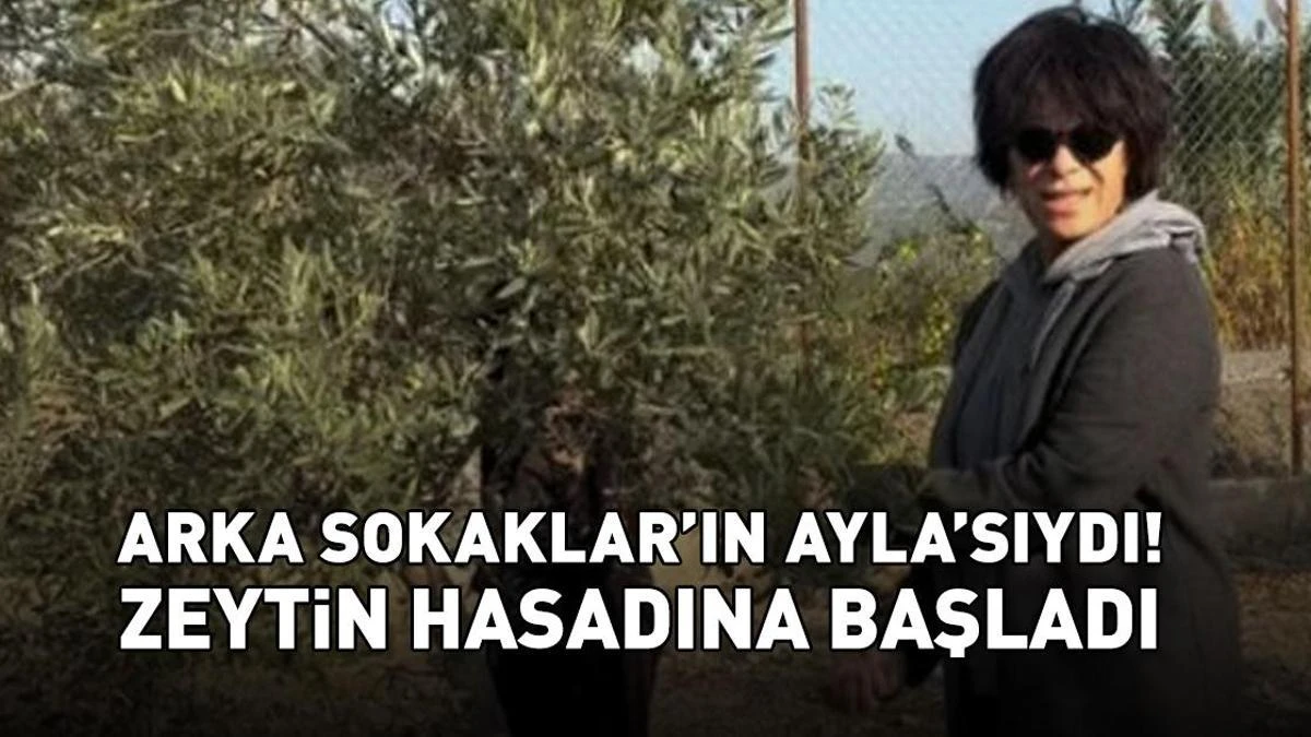 Ekranlardan uzak yaşayan Filiz Taçbaş zeytin hasadına başladı