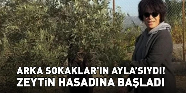 Ekranlardan uzak yaşayan Filiz Taçbaş zeytin hasadına başladı