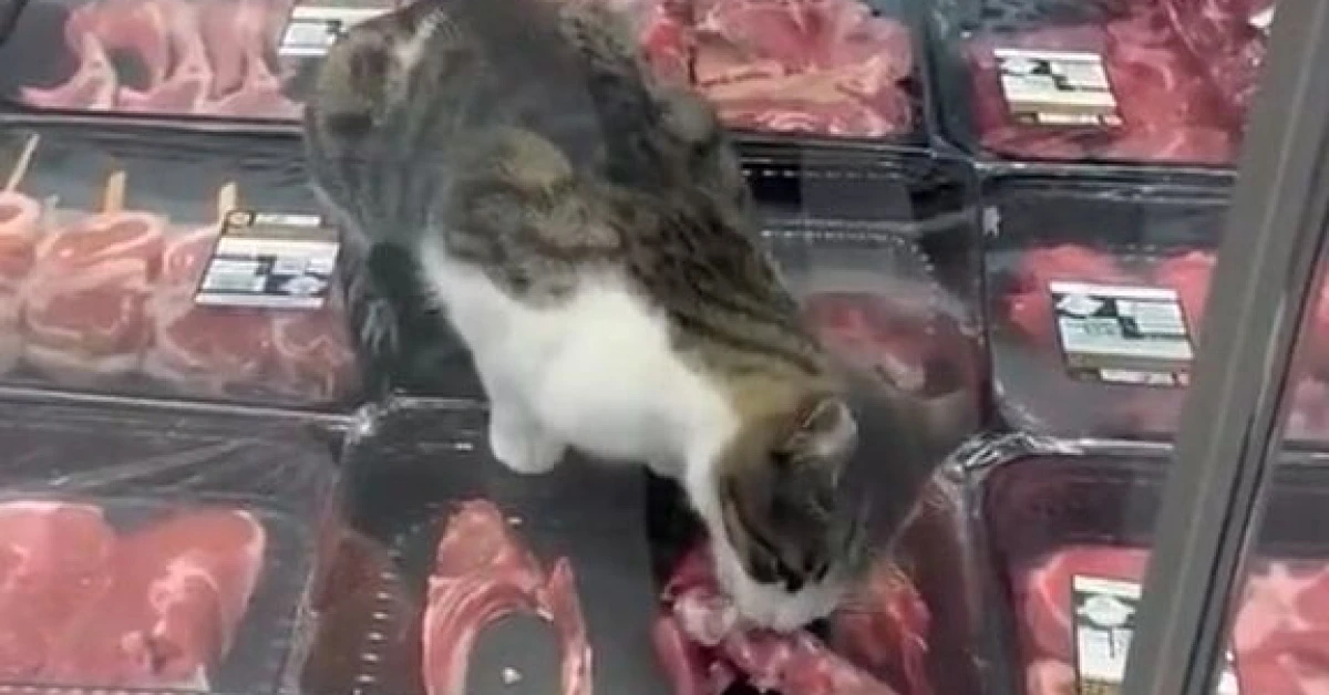 Bursa’da kasap dolabına giren kedi etleri yedi: Markete ceza