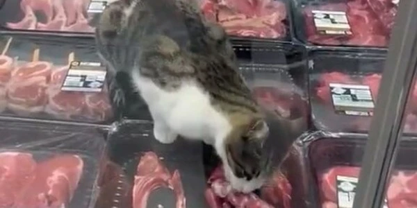 Bursa’da kasap dolabına giren kedi etleri yedi: Markete ceza
