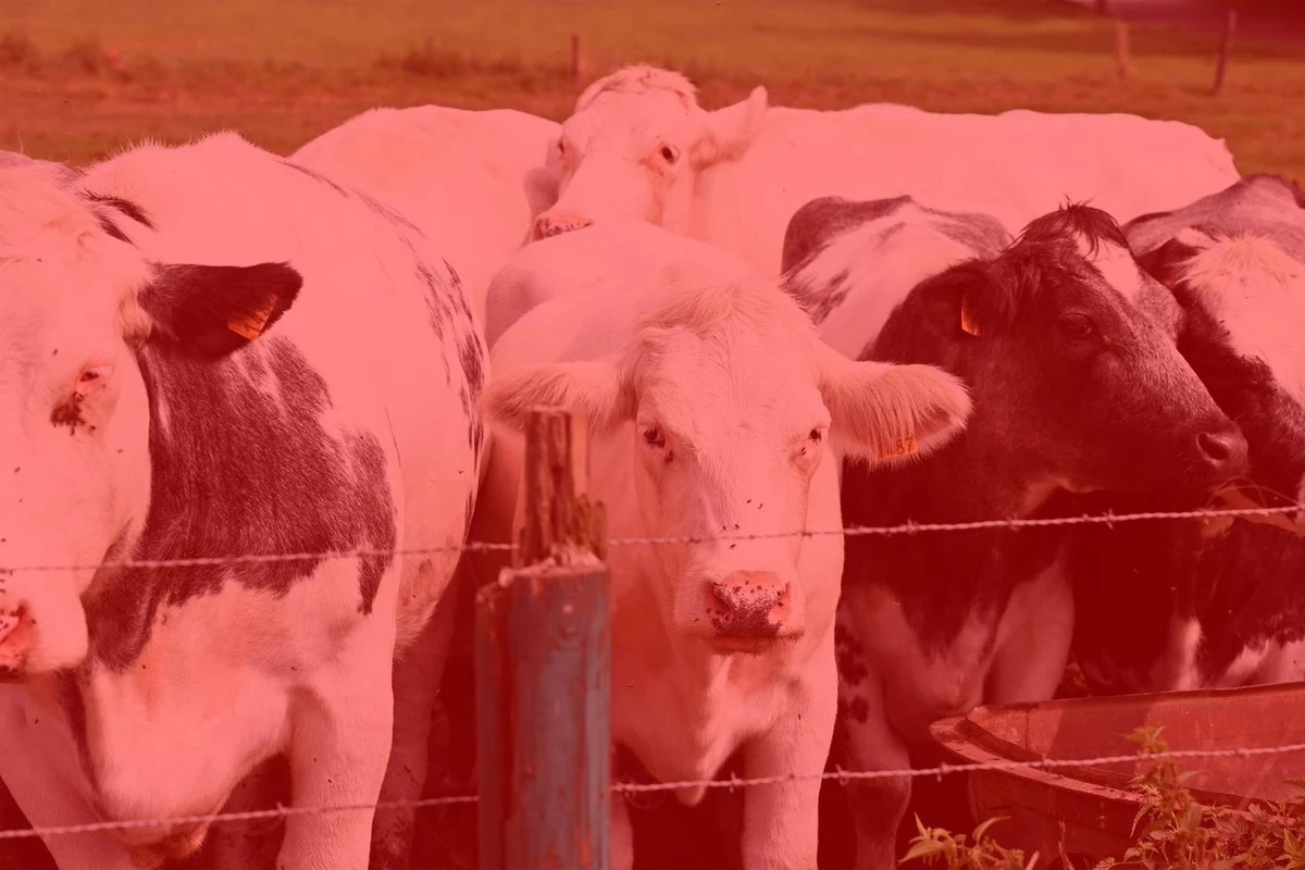 Fransa’da hayvan virüsü ilk kez insanda görüldü: Hasta öldü