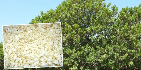 Çeşme'de damla sakızı hasadı sürüyor: Kilosu 50 bin lira