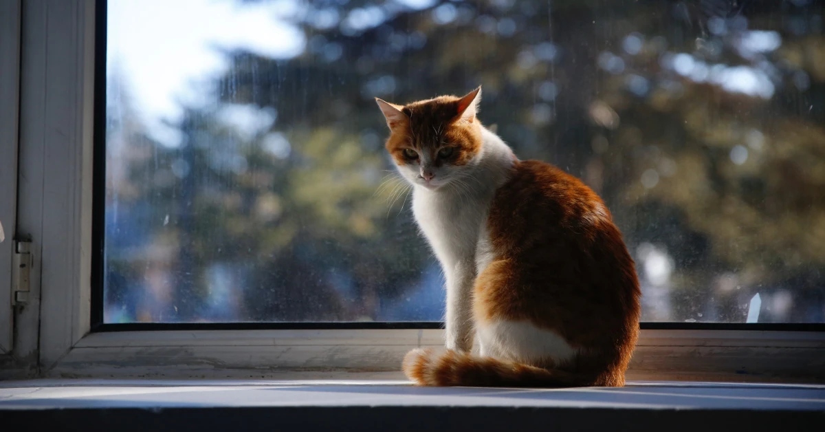 Konya’da kedi tüyü tartışması bıçaklı kavgaya dönüştü: 2 yaralı
